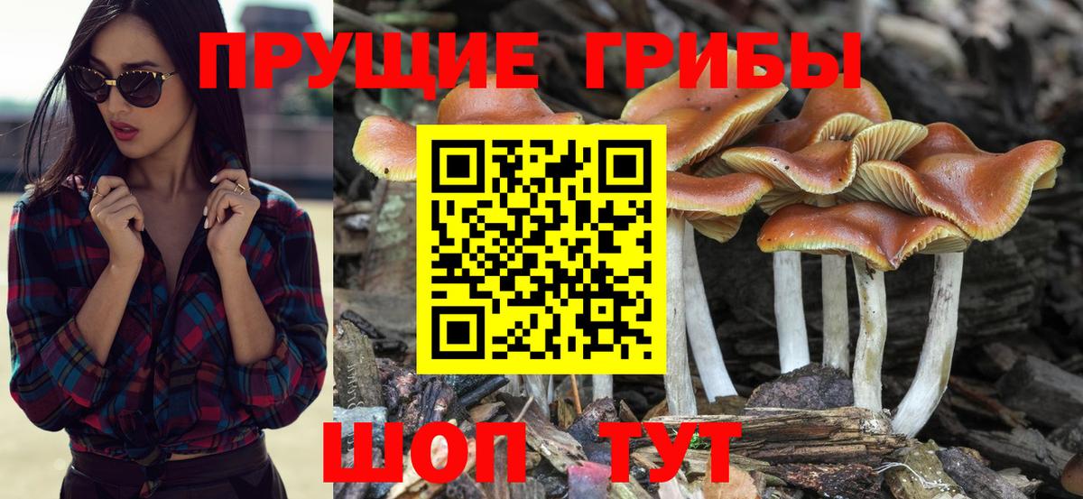 Псилоцибиновые грибы мицелий  Псилоцибиновые грибы прущие грибы  Тавда  Вход с VPN 